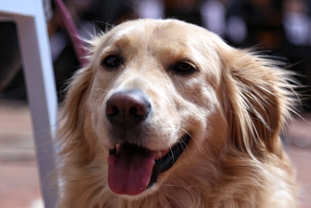Procuraduría pide que las mascotas dejen de ser bienes embargables La procuradora dijo que, si bien aún se reconocen ante la ley como bienes muebles, se trata de seres sintientes que merecen respeto y cuidado, además de que representan vínculos afectivos para las personas.