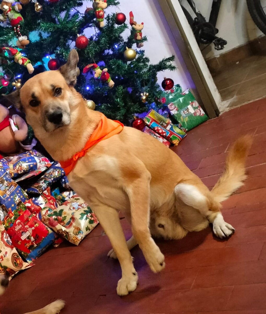 Fiscalía investigará aberrante caso de abuso a Toby en Patio Bonito 1 Fiscalía investigará aberrante caso de abuso a Toby en Patio Bonito Q'HUBO se puso en contacto con Stefanny, para conocer qué fue lo que sucedió con su perro Toby y cómo ha avanzado el caso en la justicia.