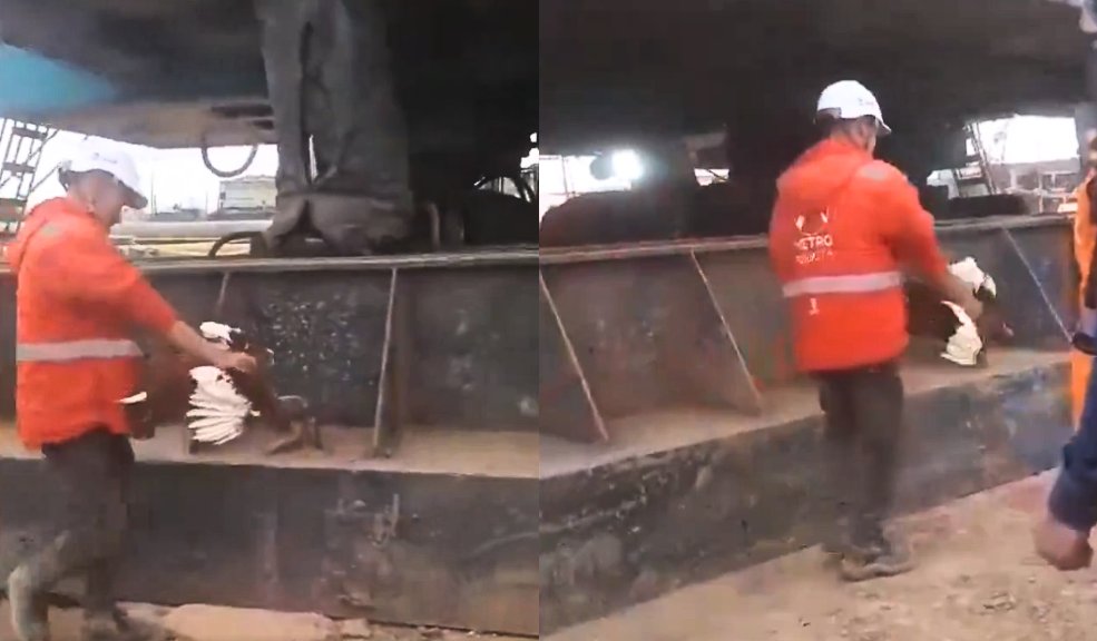 Denuncian a trabajadores que matan gallina en obra del Metro 4 Denuncian a trabajadores que matan gallina en obra del Metro Un indignante hecho de maltrato animal se viralizó recientemente en redes sociales, en donde se ve a un trabajador del Metro Bogotá rociar sangre de una gallina a una estructura de la construcción.
