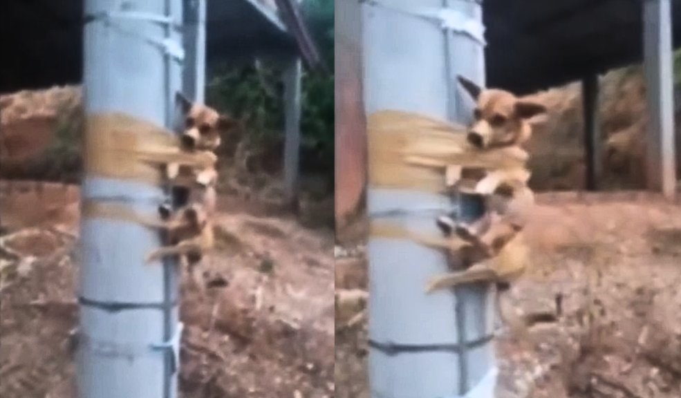 Desalmado amarró a perrito a un poste de luz Un vecino amarró al perrito a un poste porque estaría haciendo sus necesidades al frente de su casa.