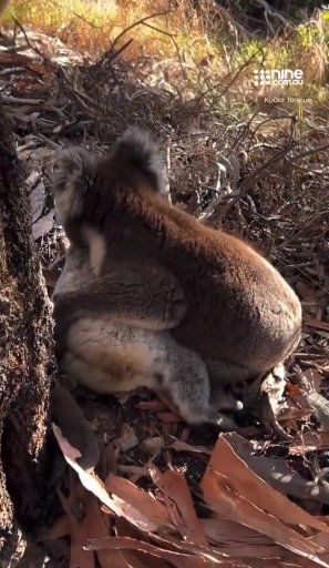 EN VIDEO: Conmovedor momento en el que un koala llora por la muerte de su compañera 1 EN VIDEO: Conmovedor momento en el que un koala llora por la muerte de su compañera Un grupo de rescate animal en Australia divulgó el video de un koala macho que llora por la muerte de su compañera al pie de un árbol.