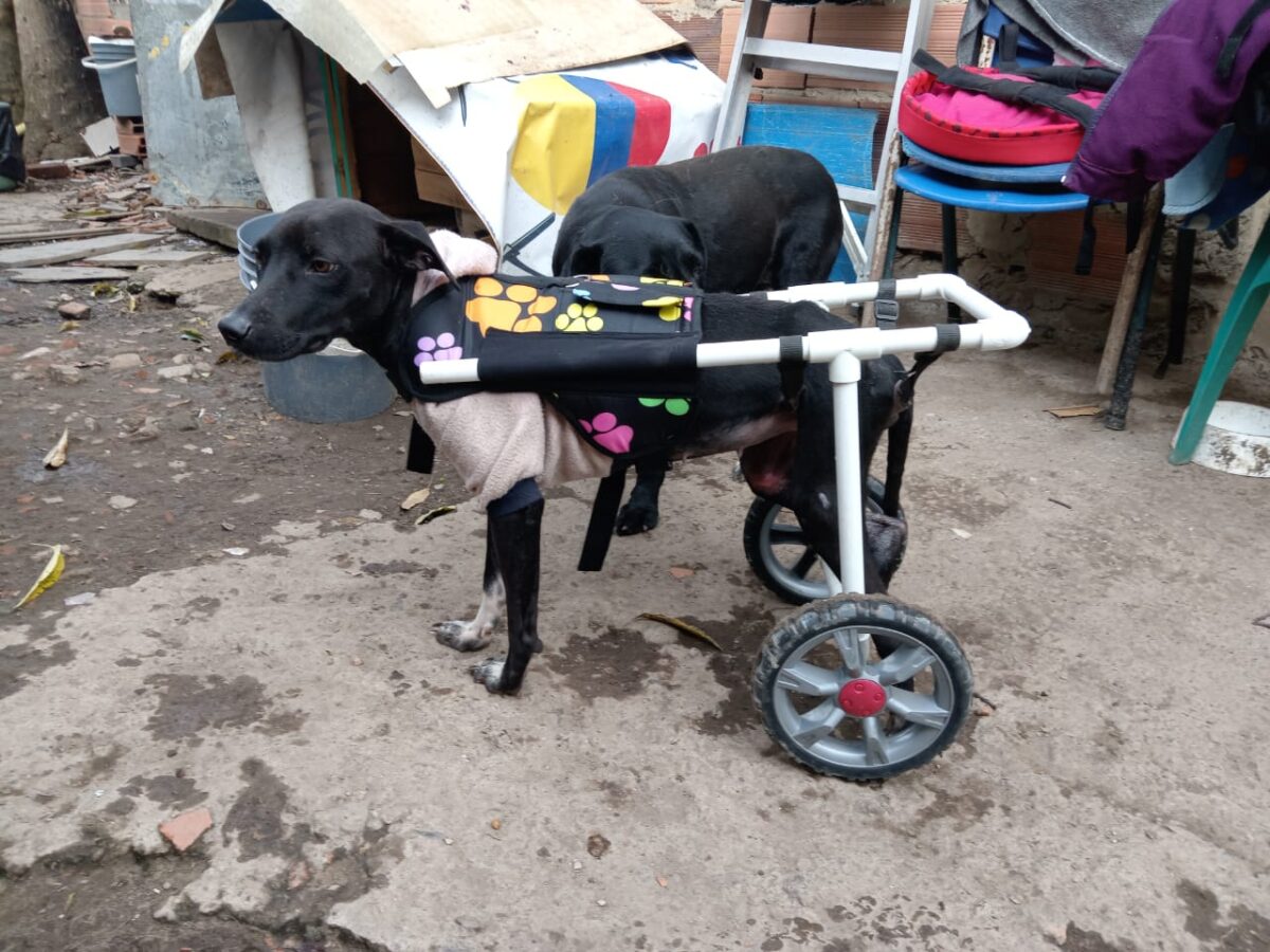 Estudiantes crean prótesis especializadas para animales con discapacidad 2 Estudiantes crean prótesis especializadas para animales con discapacidad Estudiantes universitarios se unieron para crear prótesis especializadas para peluditos, con el fin de brindarles una mejor calidad de vida.
