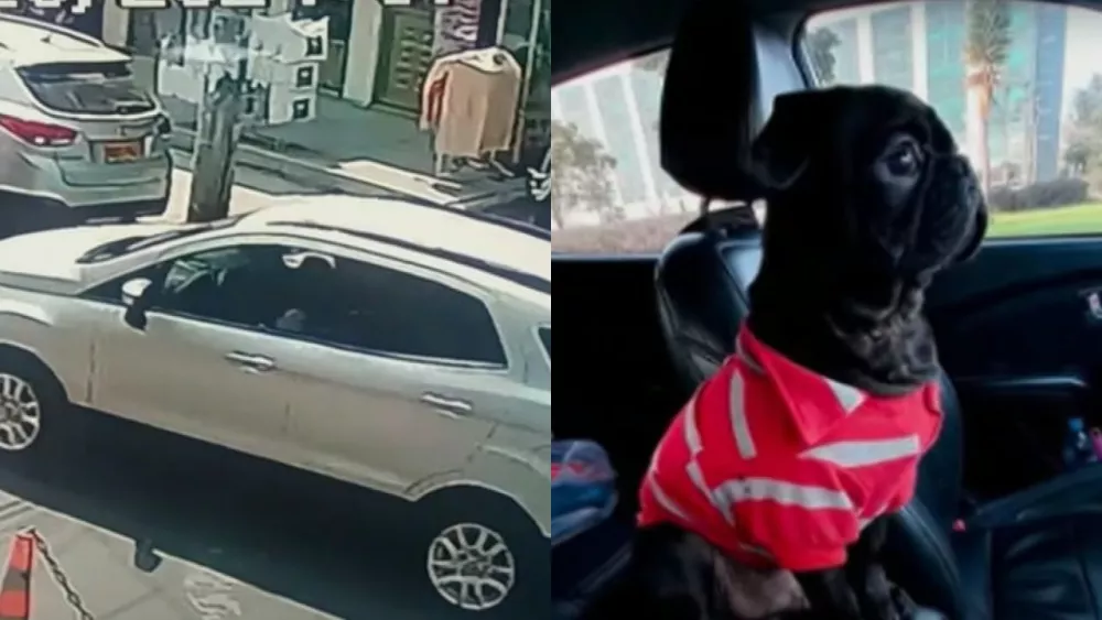 Pillos se robaron camioneta con perrito abordo en Bogotá Ni las mascotas se salvan de la ola de inseguridad por la que atraviesa Bogotá, pues en esta ocasión los delincuentes se llevaron hasta el perrito de las víctimas.