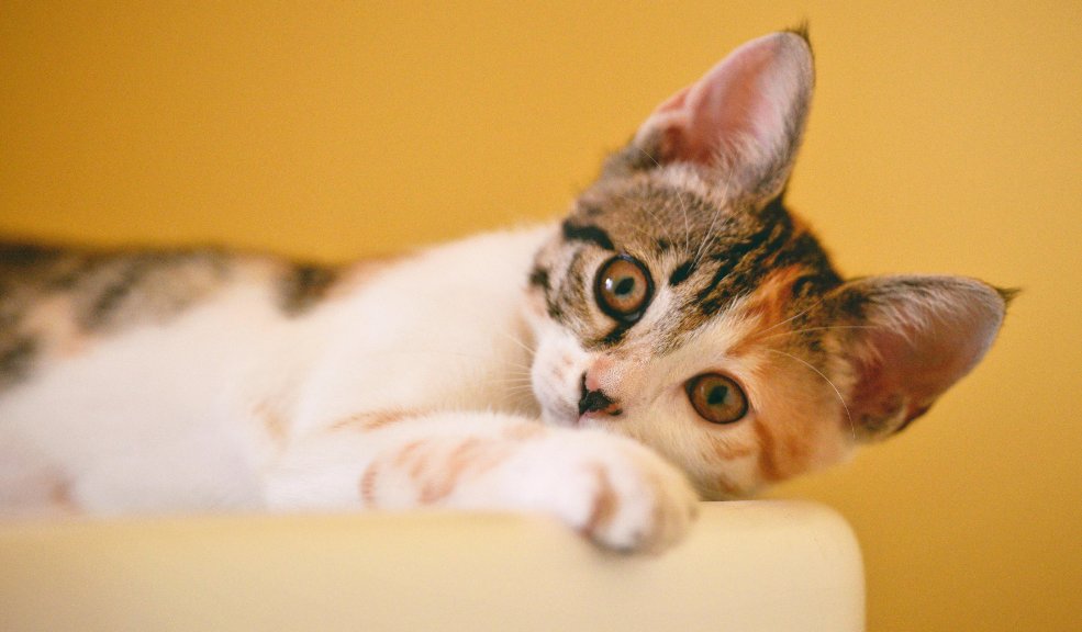 Prográmese para la gran jornada de adopción de gatos en Lolita Casa Cultural Esta jornada de adopción llega con el objetivo de fomentar la adopción responsable y lograr que cada día sean más los gaticos acogidos en familias colombianas.