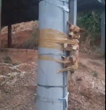 Desalmado amarró a perrito a un poste de luz 1 Desalmado amarró a perrito a un poste de luz Un vecino amarró al perrito a un poste porque estaría haciendo sus necesidades al frente de su casa.