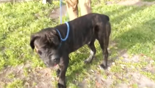 ¡Increíble! Rescataron a un perro que duró un año con una caja en la cabeza Por casi un año, un perro de raza mastín italiano estuvo merodeando por las calles de un pequeño pueblo en Alabama, EE.UU., con una caja de plástico en la cabeza. Finalmente, y tras un elaborado operativo, fue rescatado por voluntarios de un refugio local.
