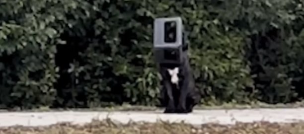 ¡Increíble! Rescataron a un perro que duró un año con una caja en la cabeza Por casi un año, un perro de raza mastín italiano estuvo merodeando por las calles de un pequeño pueblo en Alabama, EE.UU., con una caja de plástico en la cabeza. Finalmente, y tras un elaborado operativo, fue rescatado por voluntarios de un refugio local.