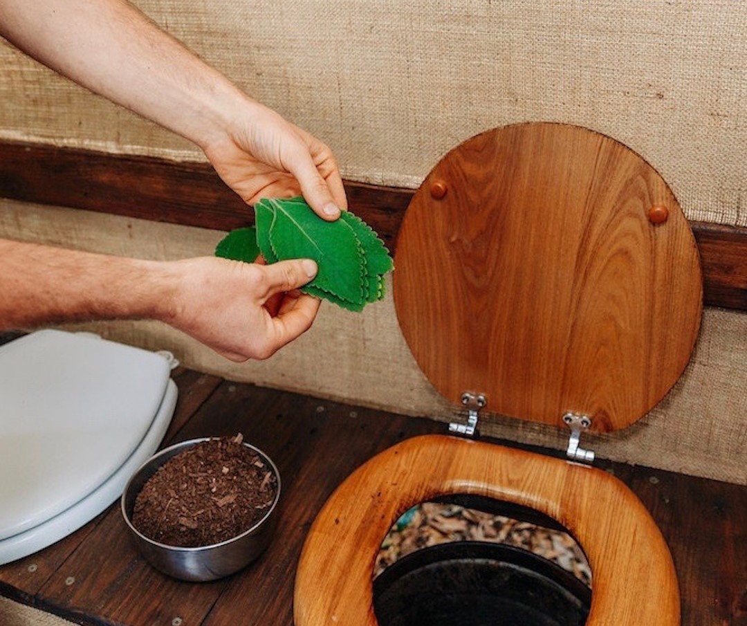 Esta es la hoja que es usada como papel higiénico La hoja de la planta conocida como boldo es utilizada en Kenia como papel higiénico; se espera que esta alternativa amigable con el medio ambiente se adopte en otros países.