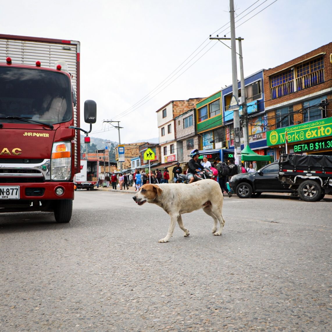 Buscan combatir el abandono de animales en Bogotá En un esfuerzo por reducir el abandono de animales en Bogotá, Transmilenio y Pedigree lanzaron "Su hogar eres tú, nunca los abandones". Con esta iniciativa, buscan crear conciencia sobre la importancia de cuidar a nuestras mascotas.