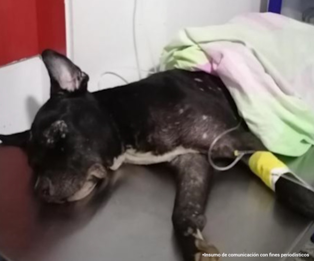 Judicializan a sujeto que se hizo pasar por veterinario y acabó con la vida de un perrito La Fiscalía General de la Nación, a través del Grupo Especial para la Lucha contra el Maltrato Animal (Gelma), llevó ante un juez de control de garantías a Ernesto López Medina, a quien le acusa de hacerse pasar por médico veterinario y causar la muerte de un perro llamado ‘Negro’ en Flandes, Tolima.