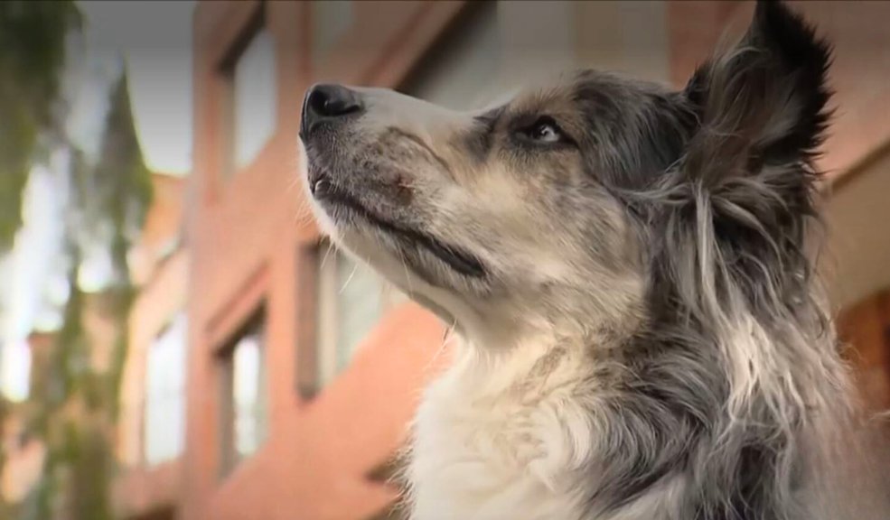 Limón, el perro que se le paró duro a ladrón En las cámaras de video de uno de los edificios residenciales del barrio Bella Suiza, en la localidad de Usaquén, quedó registrado el heroico y valeroso gesto de una mascota que evitó un atraco a mano armada que un sujeto intentaba cometer contra sus dueños en plena vía pública.