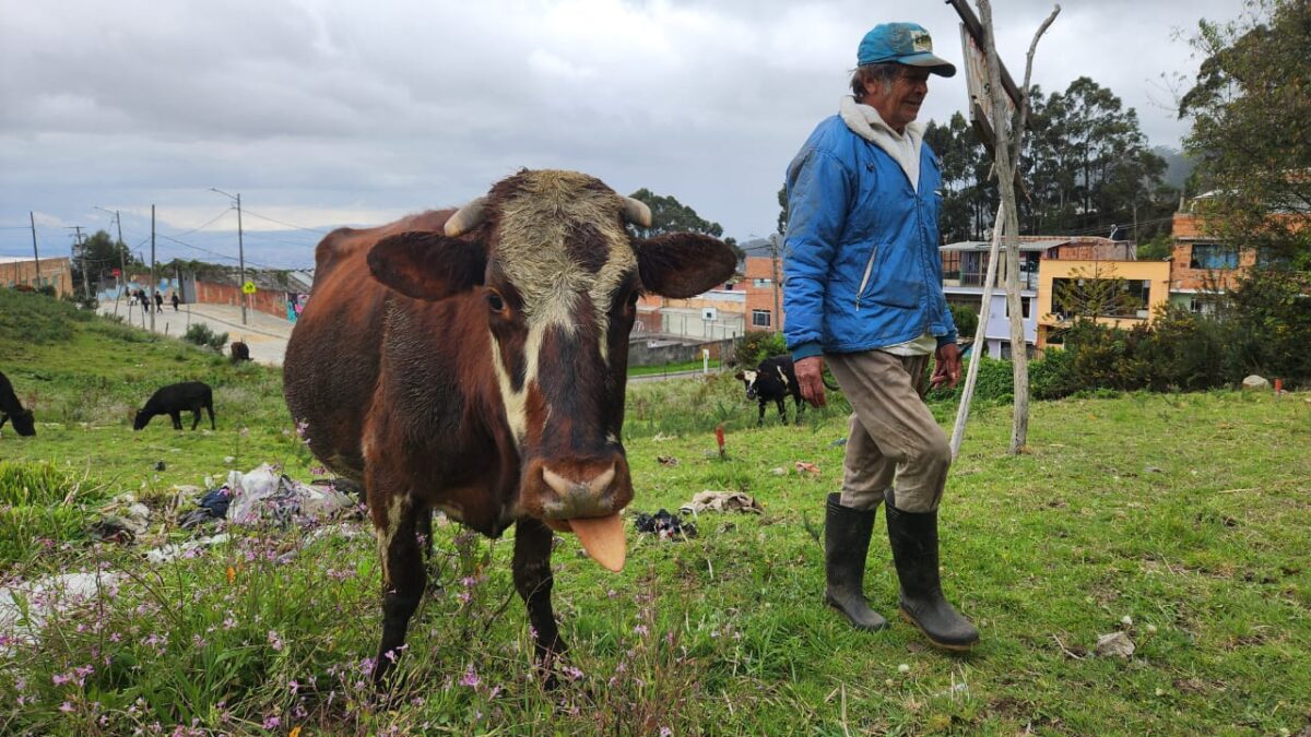 Muuuuuuuuuuchas vacas viven en una casa en San Cristóbal 2 Muuuuuuuuuuchas vacas viven en una casa en San Cristóbal En una vivienda del barrio San Rafael, en la localidad de San Cristóbal, hay una historia de no creer: una familia vive con 25 vacas dentro de una casa.