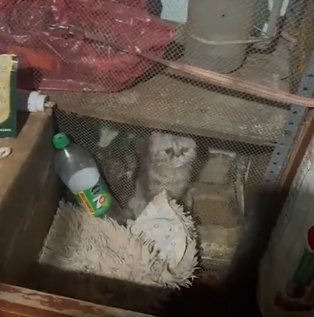Rescatan a 39 animales de criadero clandestino en Engativá 2 Rescatan a 39 animales de criadero clandestino en Engativá Los animales se encontraban en un precario estado físico y de salud.