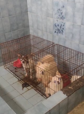 Rescatan a 39 animales de criadero clandestino en Engativá 1 Rescatan a 39 animales de criadero clandestino en Engativá Los animales se encontraban en un precario estado físico y de salud.