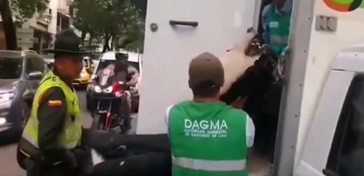 ¡Insólito! Hombre pretendía vender piel de un oso polar en Cali Un hecho insólito sucedió en las últimas horas en la capital del Valle del Cauca, donde uniformados de la Policía capturaron a un hombre señalado de vender la piel de un oso polar, una especie animal exótica que ni siquiera se ve en Colombia.