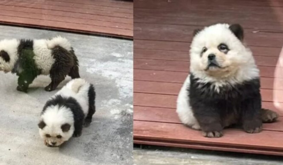 ¡Indignante! Zoológico pintaba perros para hacerlos pasar por osos pandas 7 ¡Indignante! Zoológico pintaba perros para hacerlos pasar por osos pandas Según la denuncia de los visitantes, quienes compartieron videos en las redes sociales, en lugar de parecer osos pandas, los animales se asemejaban más a perros.
