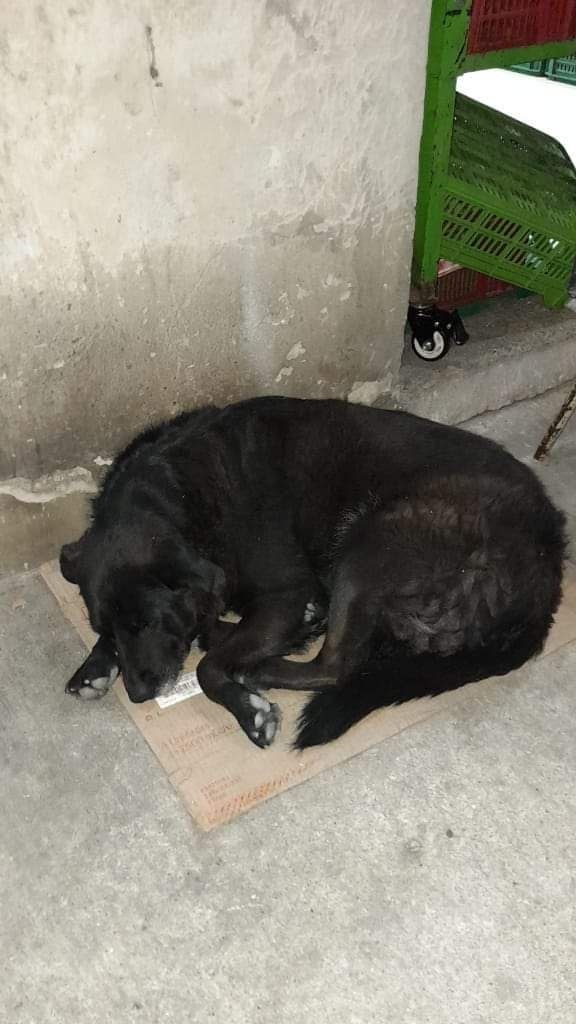 Apartan del cargo a policías que agredieron a perrita en San Cristóbal La Policía Nacional apartó del cargo a los dos uniformados que agredieron a una perrita en el sector de San Miguel, en San Cristóbal.