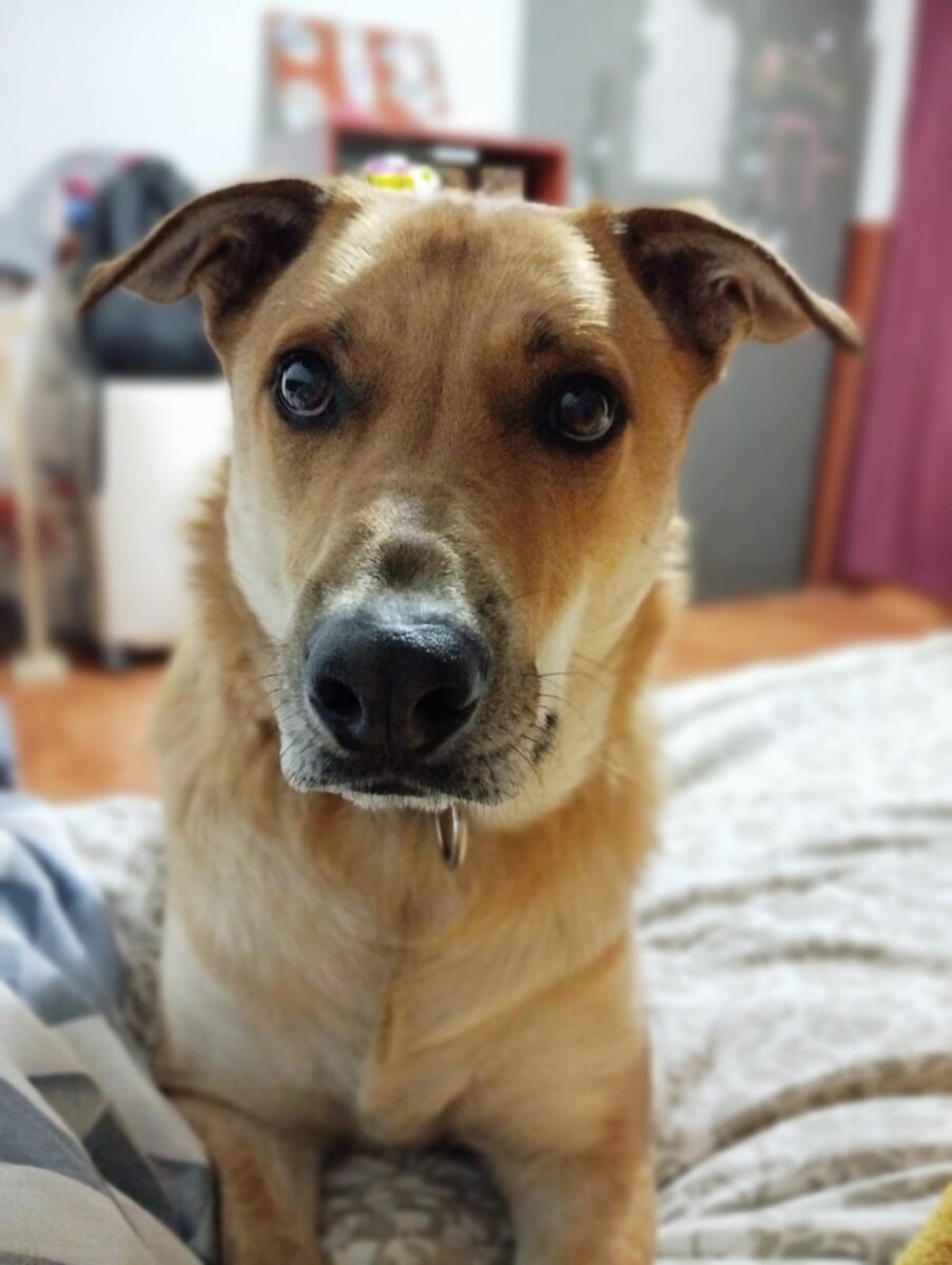 Denuncian por estafa a falso adiestrador canino 1 Denuncian por estafa a falso adiestrador canino Camila Melo es una joven que denuncia haber sido víctima de estafa por parte de un hombre que dice ser entrenador canino. Su caso se encuentra en manos de la Fiscalía, pues de acuerdo a su relato son más de 50 víctimas las que habrían caído al contratar en el supuesto servicio.