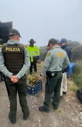 Devuelven al páramo los 5 frailejones que sujeto había robado Después de un proceso de recuperación se logró el retorno de estas cinco especies al Parque Nacional Natural de los Nevados.