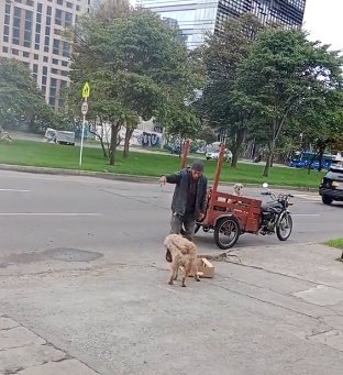 EN VIDEO: Perrito reciclador en Bogotá es la sensación en redes 1 EN VIDEO: Perrito reciclador en Bogotá es la sensación en redes 'Mono' es el perrito que se ha convertido en el mejor amigo de un reciclador y recorre las calles de Bogotá haciendo esta admirable labor.