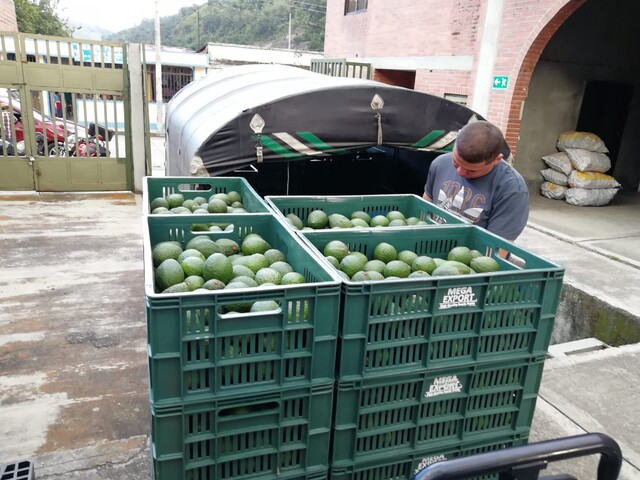 El aguacate nos puso de moda 2 El aguacate nos puso de moda El aguacate, una de las frutas que mejor acompaña el almuerzo en Colombia, nos tiene a poco de convertirnos en una potencia de exportación, a tal punto de competirle directamente a México y Brasil. Le contamos.