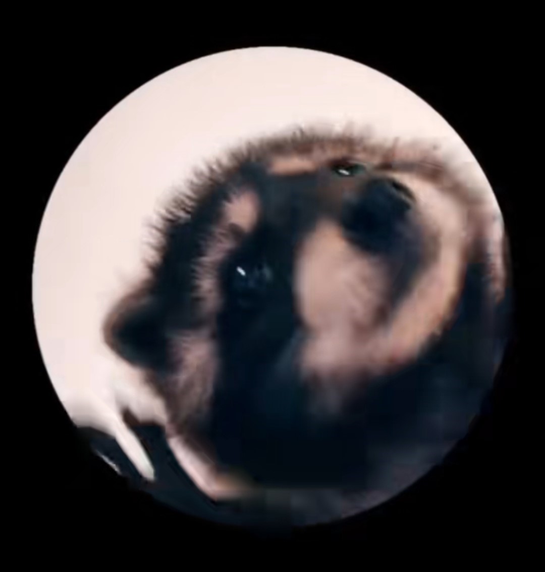 El curioso secreto del mapache 'Pedro' Le contamos algunas curiosidades del famoso video del mapache 'Pedro' que le ha dado la vuelta al mundo y se convirtió en toda una tendencia.