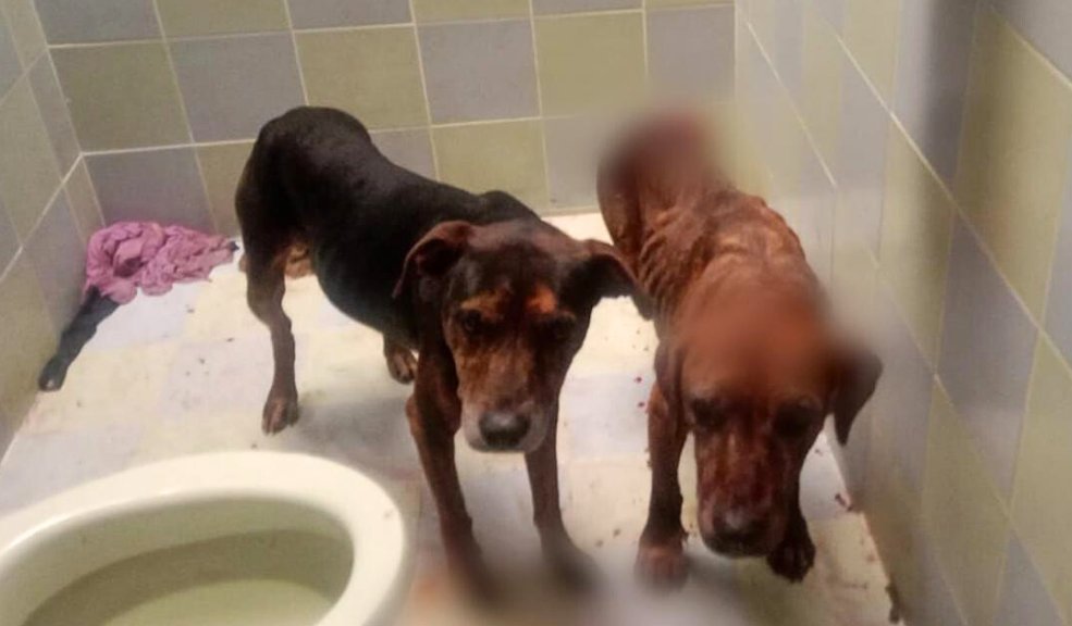 Judicializan a hombre que habría apuñalado y desmembrado a un perrito 4 Judicializan a hombre que habría apuñalado y desmembrado a un perrito Los fiscales del Grupo Especial para la Lucha contra el Maltrato Animal (Gelma) lograron judicializar de dos individuos implicados en incidentes separados que resultaron en la muerte de varios perros en Bogotá y Urrao (Antioquia).
