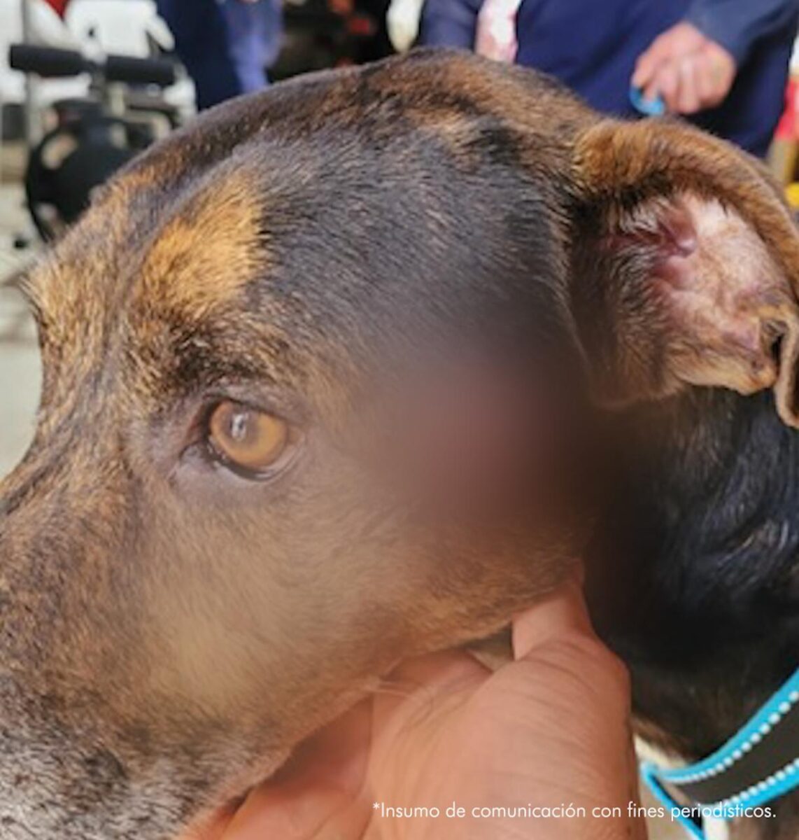 Judicializan a hombre que habría apuñalado y desmembrado a un perrito Los fiscales del Grupo Especial para la Lucha contra el Maltrato Animal (Gelma) lograron judicializar de dos individuos implicados en incidentes separados que resultaron en la muerte de varios perros en Bogotá y Urrao (Antioquia).