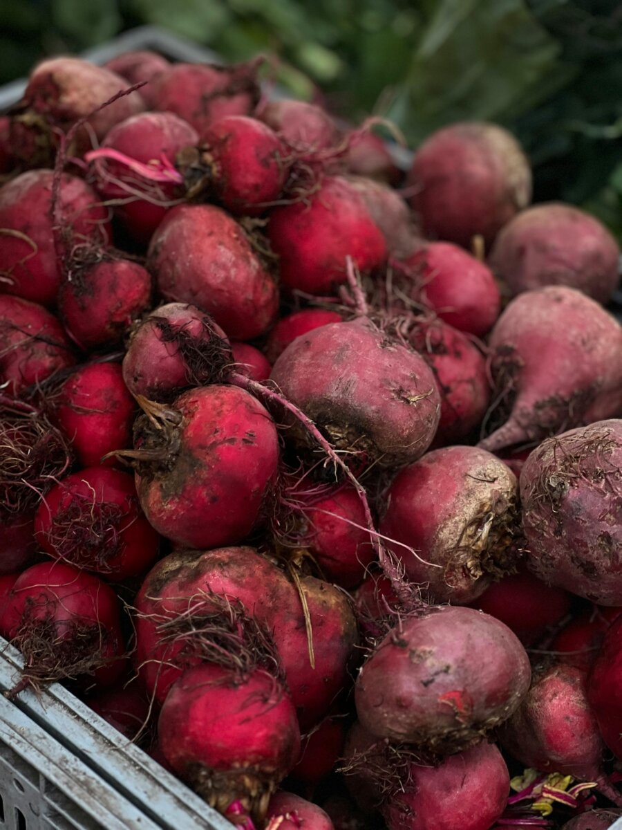 Jugo de remolacha: el secreto para combatir el cansancio La remolacha puede ayudarle a mantenerse saludable, lleno de energía y listo para enfrentar el día con vitalidad. Le contamos cómo.