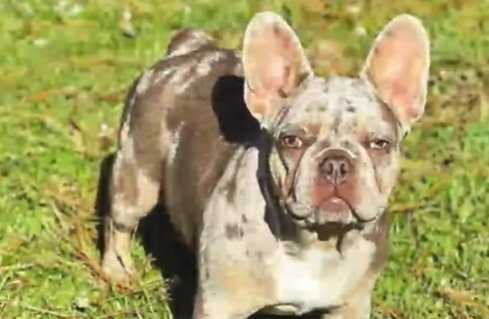 Perrita habría muerto al recibir una descarga eléctrica de un poste en Usaquén 1 Perrita habría muerto al recibir una descarga eléctrica de un poste en Usaquén Una perrita de tan solo 9 meses de edad murió al recibir una descarga eléctrica de un poste ubicado en Usaquén. La comunidad pide que se solucione la problemática y haya justicia por la mascota.