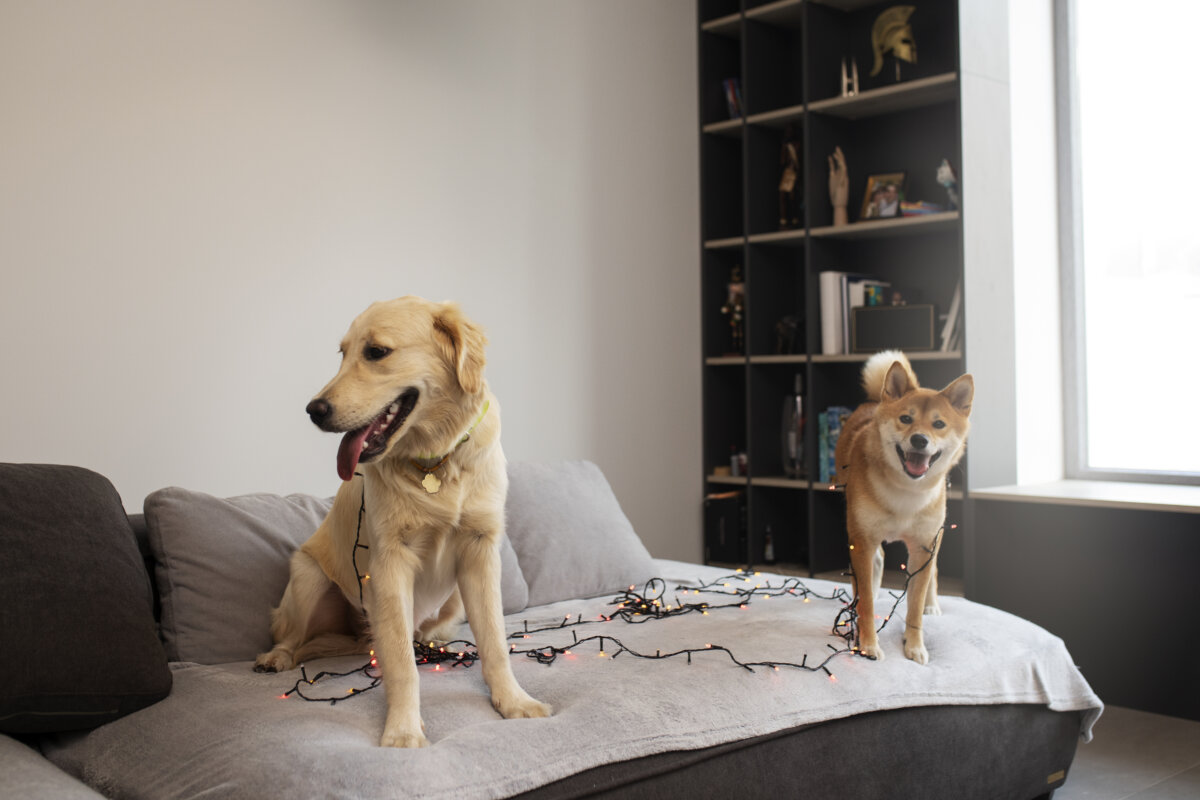 Que no le terminen el contrato de arrendamiento por su mascota En Q’HUBO hablamos con un abogado para que nos explicara si ante la ley una persona puede tomar acciones legales en caso de que se le niegue o cancele el contrato por tener una mascota.