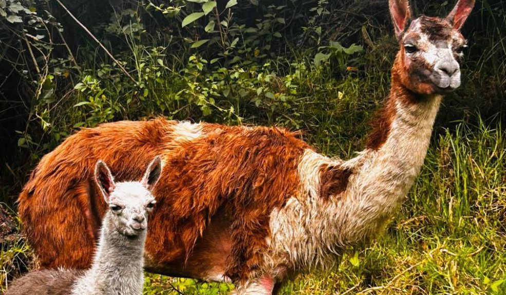 Rescatan 6 llamas en condición de maltrato en San Cristóbal Las llamas eran explotadas económicamente en la plazoleta del 20 de Julio.