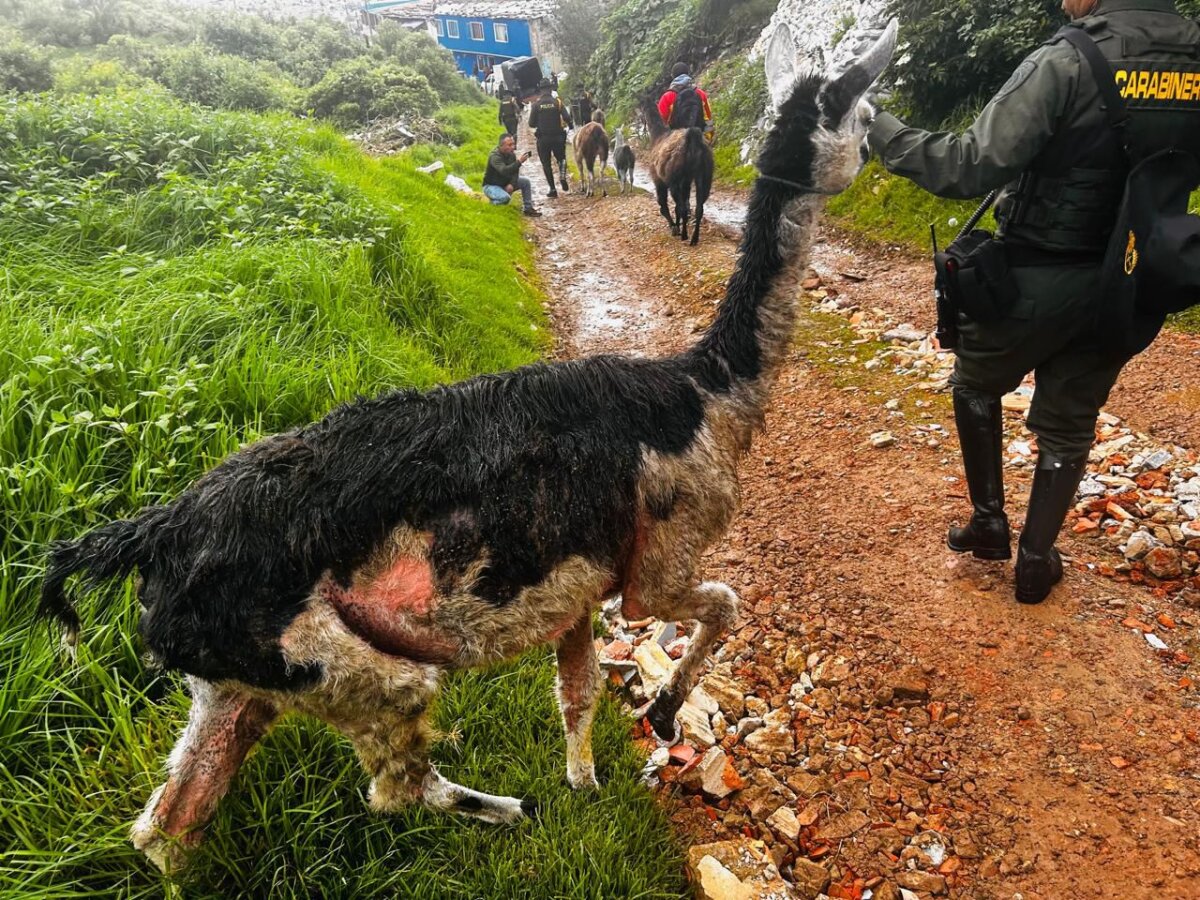 Rescatan 6 llamas en condición de maltrato en San Cristóbal Las llamas eran explotadas económicamente en la plazoleta del 20 de Julio.