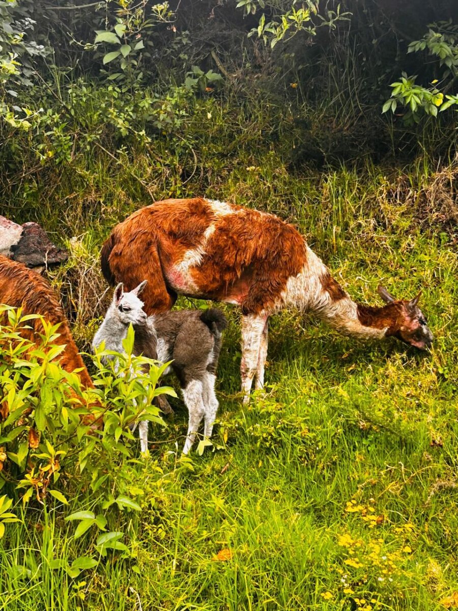 Rescatan 6 llamas en condición de maltrato en San Cristóbal Las llamas eran explotadas económicamente en la plazoleta del 20 de Julio.