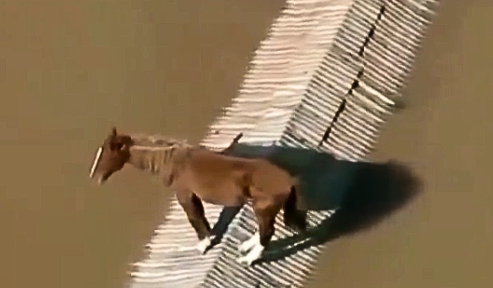 Rescatan a caballo que quedó atrapado en el techo de una casa por inundaciones El caballo llevaba días en el techo, en medio de la inundación.
