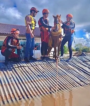 Rescatan a caballo que quedó atrapado en el techo de una casa por inundaciones 1 Rescatan a caballo que quedó atrapado en el techo de una casa por inundaciones El caballo llevaba días en el techo, en medio de la inundación.