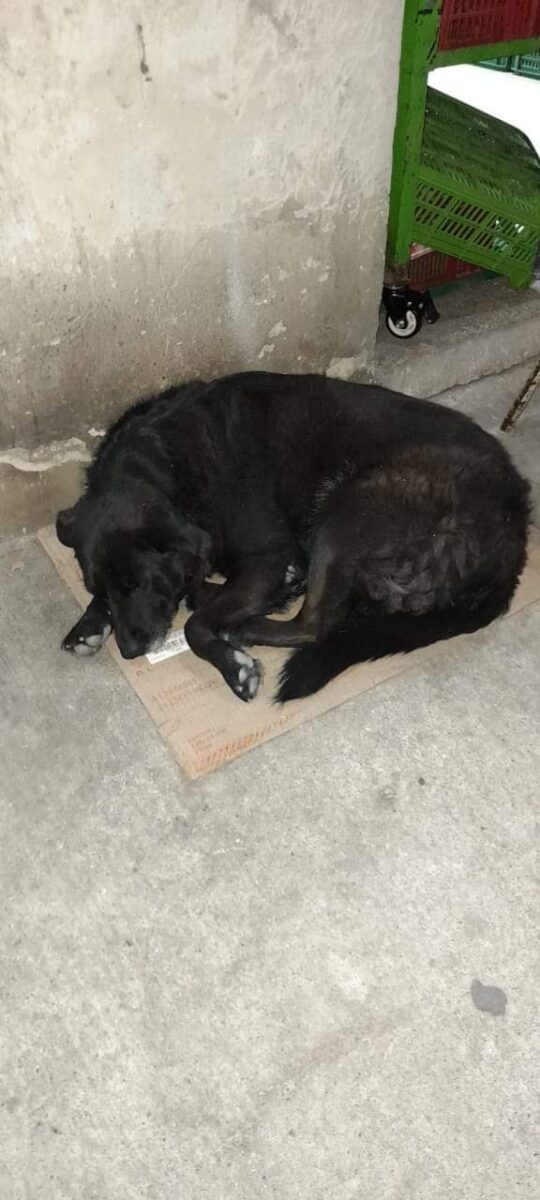 Policía se pronuncia por agresión de uniformados a perrita en San Cristóbal 1 Policía se pronuncia por agresión de uniformados a perrita en San Cristóbal La Policía Metropolitana de Bogotá expresó su rechazo ante los actos cometidos por dos de sus uniformados en el barrio San Miguel, localidad de San Cristóbal.
