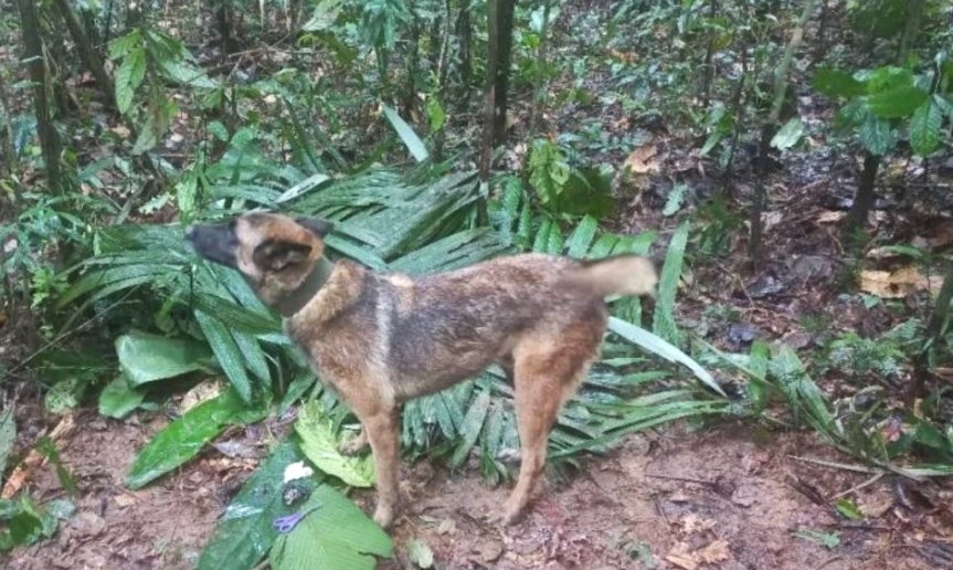 ¿Qué pasó con Wilson? Hermanos Mucutuy revelaron si se encontraron con el perro Después de un año del accidente, se supo cómo fue posible que los cuatro menores sobrevivieran alrededor de 40 días. También se conocieron datos sobre el perrito Wilson.