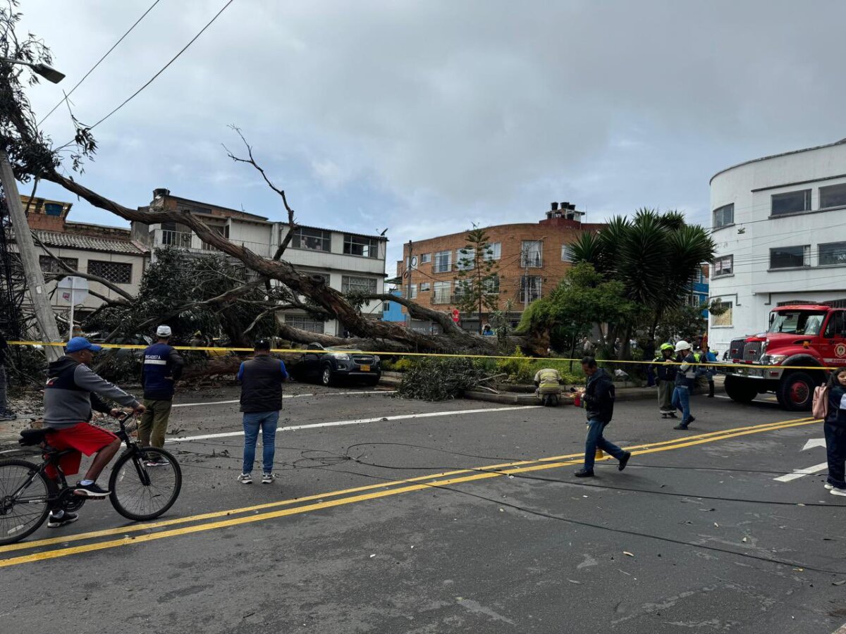 Árbol cayó sobre una casa y varios vehículos en el 20 de Julio 1 Árbol cayó sobre una casa y varios vehículos en el 20 de Julio La caída del árbol de gran tamaño afectó a cuatro vehículos.