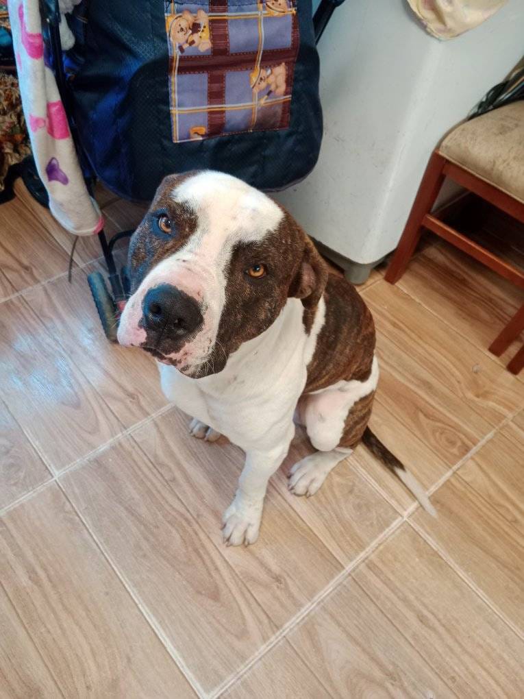 Comunidad denuncia constantes ataques de perros en Usaquén: piden que los reubiquen Desde hace aproximadamente 11 meses, los habitantes del barrio Santa Cecilia, ubicado en la parte alta de Usaquén, viven angustiados por las agresiones de dos perros de raza Pitbull que deambulan por estas calles.