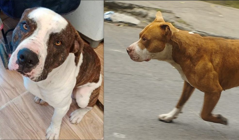 Comunidad denuncia constantes ataques de perros en Usaquén: piden que los reubiquen Desde hace aproximadamente 11 meses, los habitantes del barrio Santa Cecilia, ubicado en la parte alta de Usaquén, viven angustiados por las agresiones de dos perros de raza Pitbull que deambulan por estas calles.