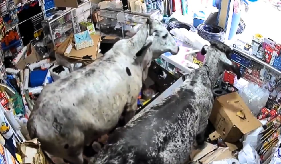 Dos vacas se metieron a un local comercial y destrozaron todo a su paso La escena quedó grabada por las cámaras de seguridad del local comercial de Corinto (Cauca).