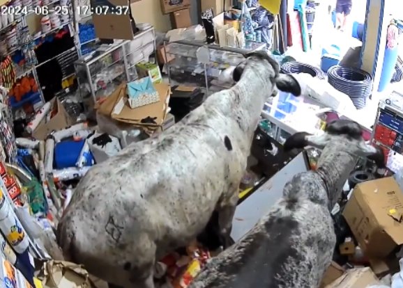 Dos vacas se metieron a un local comercial y destrozaron todo a su paso 1 Dos vacas se metieron a un local comercial y destrozaron todo a su paso La escena quedó grabada por las cámaras de seguridad del local comercial de Corinto (Cauca).