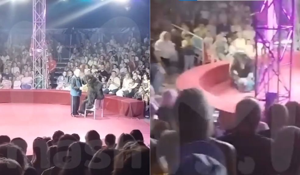 EN VIDEO: En pleno show, osa atacó a su entrenador El ataque se dio en un circo en Rusia, la situación se volvió caótica porque los niños empezaron a gritar y huir.