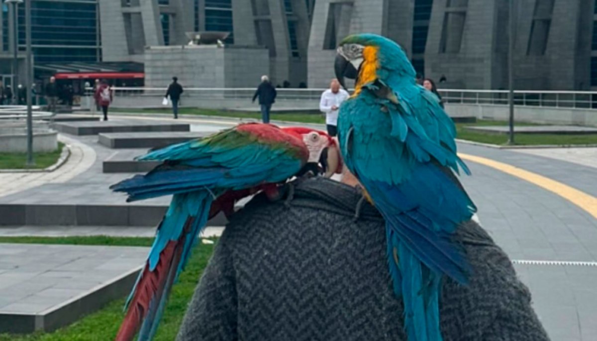 Gracias a dos guacamayas descubrió que su esposa le era infiel 2 Gracias a dos guacamayas descubrió que su esposa le era infiel El caso llegó hasta los tribunales donde el esposo llevó a los dos animales a 'declarar' pues repetían "mi marido no está aquí, ven".