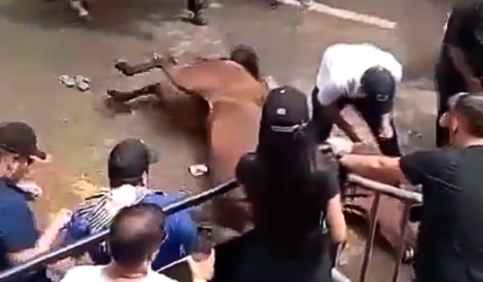 Indignación tras casos de maltrato animal durante las fiestas de San Pedro y San Pablo 1 Indignación tras casos de maltrato animal durante las fiestas de San Pedro y San Pablo En dos videos que circulan en las redes sociales, se ve a un caballo convulsionando por un golpe de calor y cansancio, y a una yegua que flota en el río Magdalena.