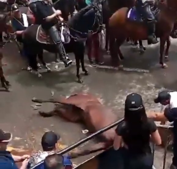 Indignación tras casos de maltrato animal durante las fiestas de San Pedro y San Pablo 9 Indignación tras casos de maltrato animal durante las fiestas de San Pedro y San Pablo En dos videos que circulan en las redes sociales, se ve a un caballo convulsionando por un golpe de calor y cansancio, y a una yegua que flota en el río Magdalena.