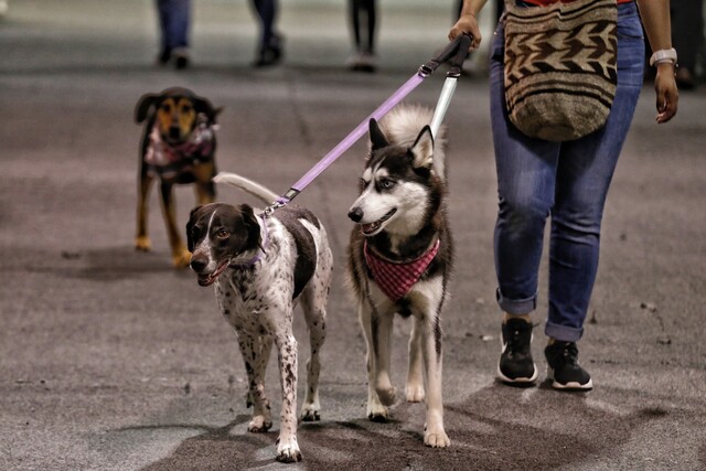 Avanza ley para prohibir que los perros y gatos sean embargados 1 Avanza ley para prohibir que los perros y gatos sean embargados En los recursos jurídicos que tienen los abogados para lograr ganar los procesos judiciales ha empezado a tomar carrera la posibilidad de embargar a los animales, pero en particular a los que son considerados como animales domésticos de compañía, tales como los perros y los gatos.