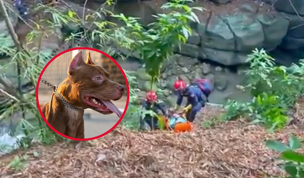 Mujeres cayeron a un barranco tras ser atacadas por perros pitbulls El hecho se dio en medio de un enfrentamiento de perros en el que los animales tumbaron a las mujeres al barranco.