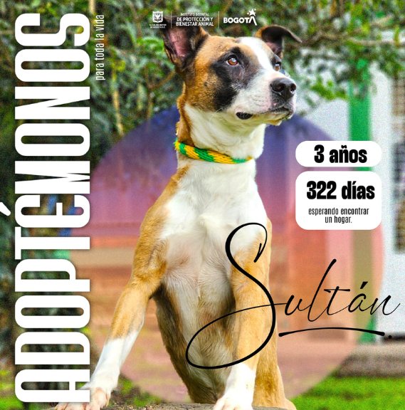 Prográmese para las jornadas de adopción perros y gatos en Bogotá El Instituto Distrital de Protección y Bienestar Animal (IDPYBA) dio a conocer las jornadas de adopción que se realizarán en diferentes puntos de la ciudad. Conozca las fechas y los requisitos.